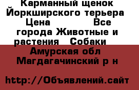 Карманный щенок Йоркширского терьера › Цена ­ 30 000 - Все города Животные и растения » Собаки   . Амурская обл.,Магдагачинский р-н